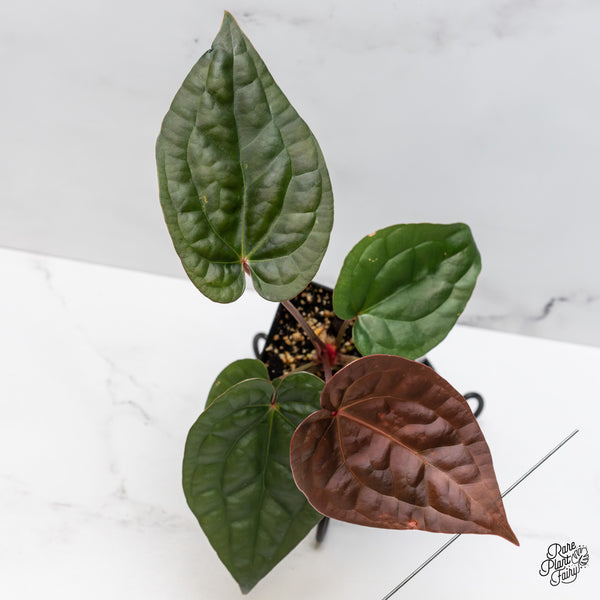 Anthurium 'Luxurians' x ('Zara' x 'Michelle') by DocBlock® (wk47-S)