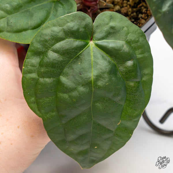 Anthurium 'Luxurians' x ('Zara' x 'Michelle') by DocBlock® (wk50-D)