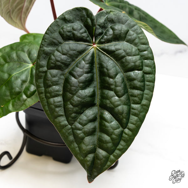 Anthurium 'Luxurians' x ('Zara' x 'Michelle') by DocBlock® (wk50-D)