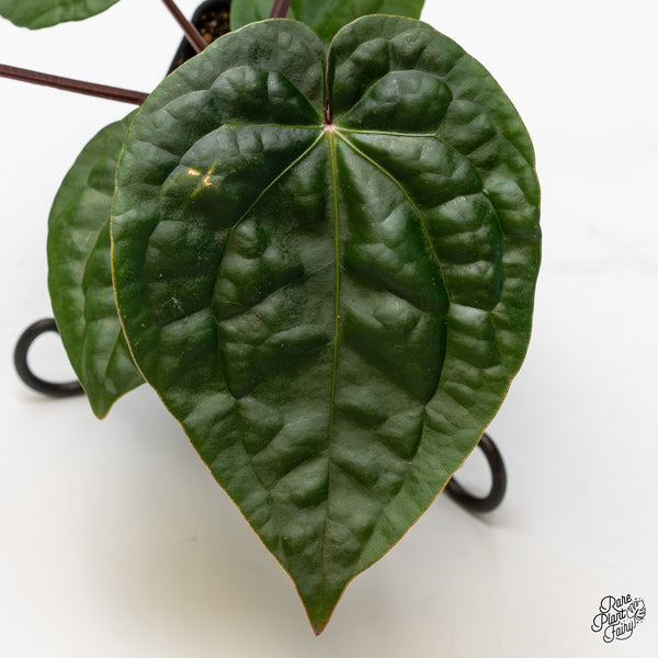 Anthurium 'Luxurians' x ('Zara' x 'Michelle') by DocBlock® (wk50-D)