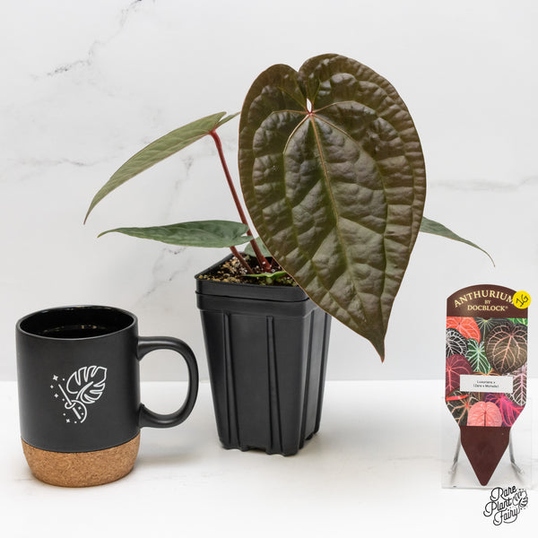 Anthurium 'Luxurians' x ('Zara' x 'Michelle') by DocBlock® (wk1-G)