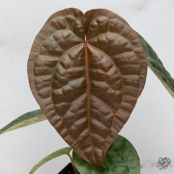 Anthurium 'Luxurians' x ('Zara' x 'Michelle') by DocBlock® (wk48-L)