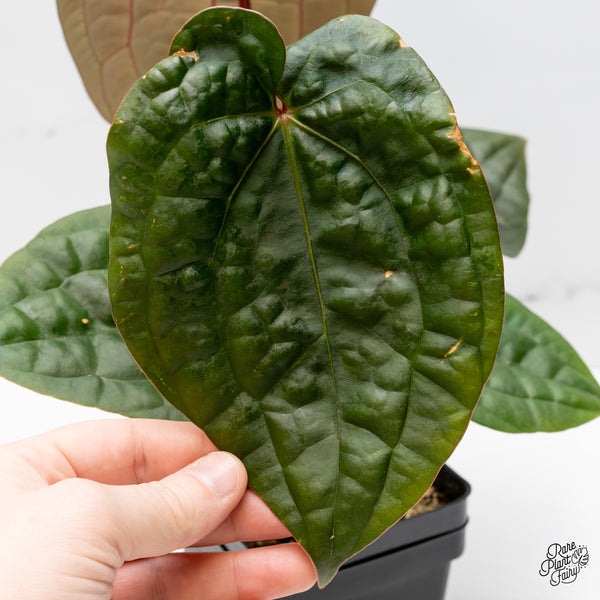 Anthurium 'Luxurians' x ('Zara' x 'Michelle') by DocBlock® (wk49-J)