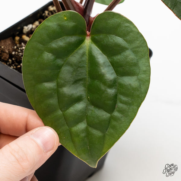 Anthurium 'Luxurians' x ('Zara' x 'Michelle') by DocBlock® (wk49-J)