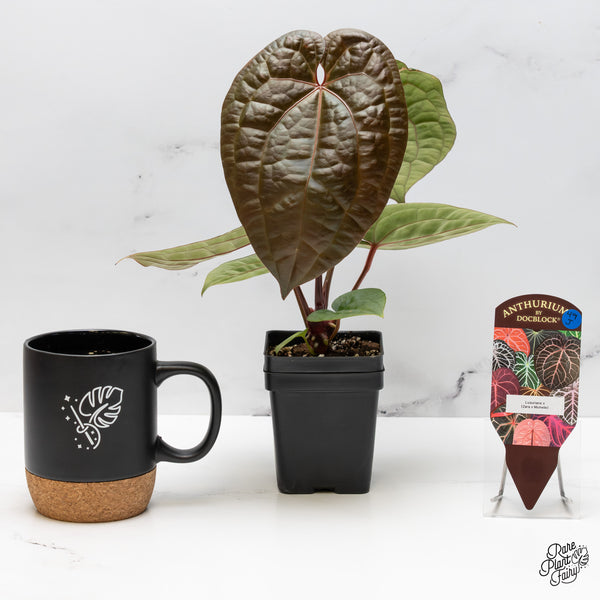 Anthurium 'Luxurians' x ('Zara' x 'Michelle') by DocBlock® (wk49-J)