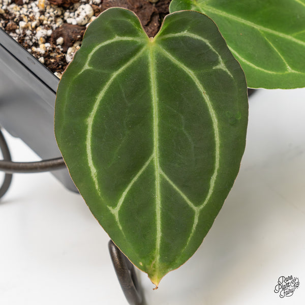 Anthurium Lynette '18' x Dark & Handsome '9' by DocBlock® (wk4-T)