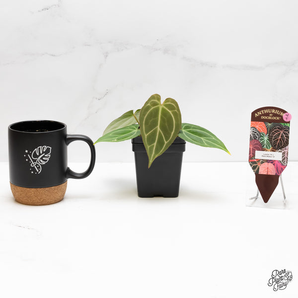 Anthurium Lynette '18' x Dark & Handsome '9' by DocBlock® (wk4-T)