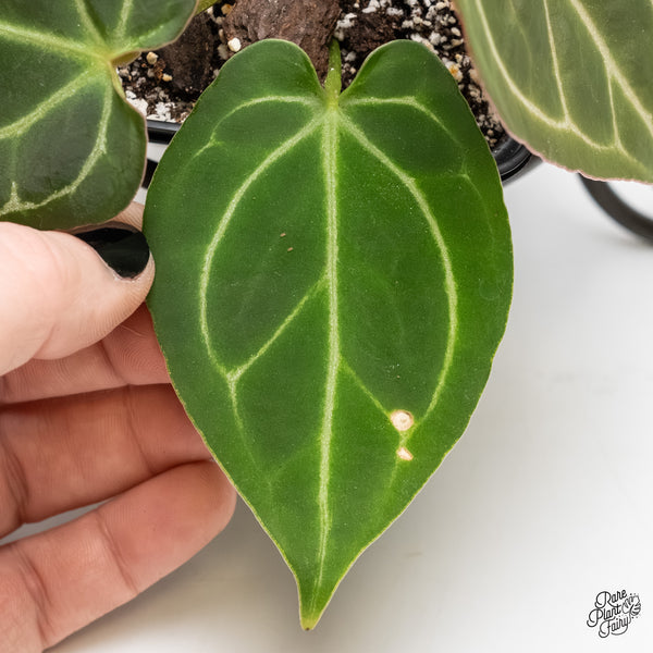 Anthurium Lynette '18' x Dark & Handsome '9' by DocBlock® (wk4-T)