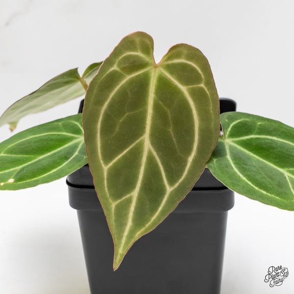 Anthurium Lynette '18' x Dark & Handsome '9' by DocBlock® (wk4-T)