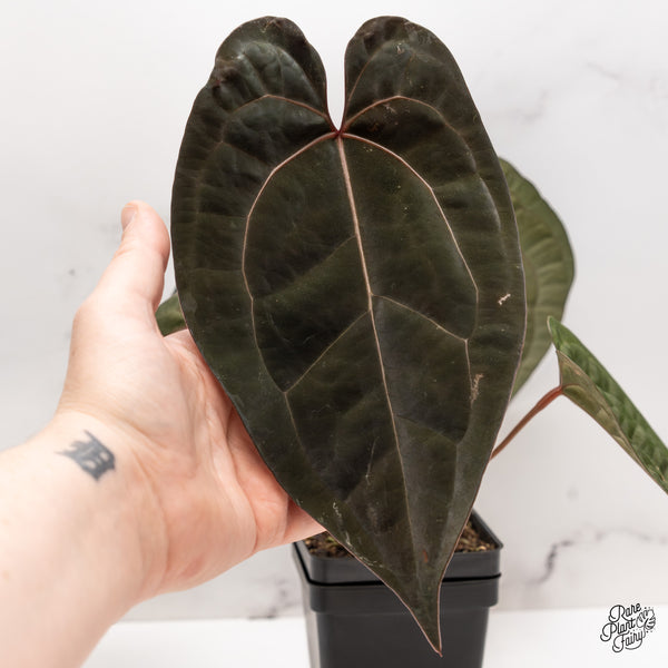 Anthurium Lynette '18' x Dark & Handsome '9' by DocBlock® (wk43-Y) *Very Dark*