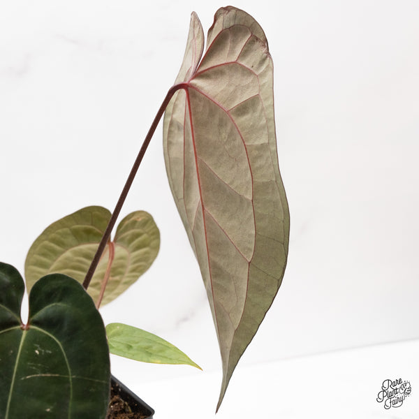 Anthurium Lynette '18' x Dark & Handsome '9' by DocBlock® (wk43-Y) *Very Dark*