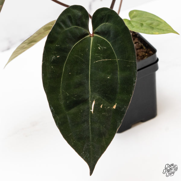 Anthurium Lynette '18' x Dark & Handsome '9' by DocBlock® (wk43-Y) *Very Dark*