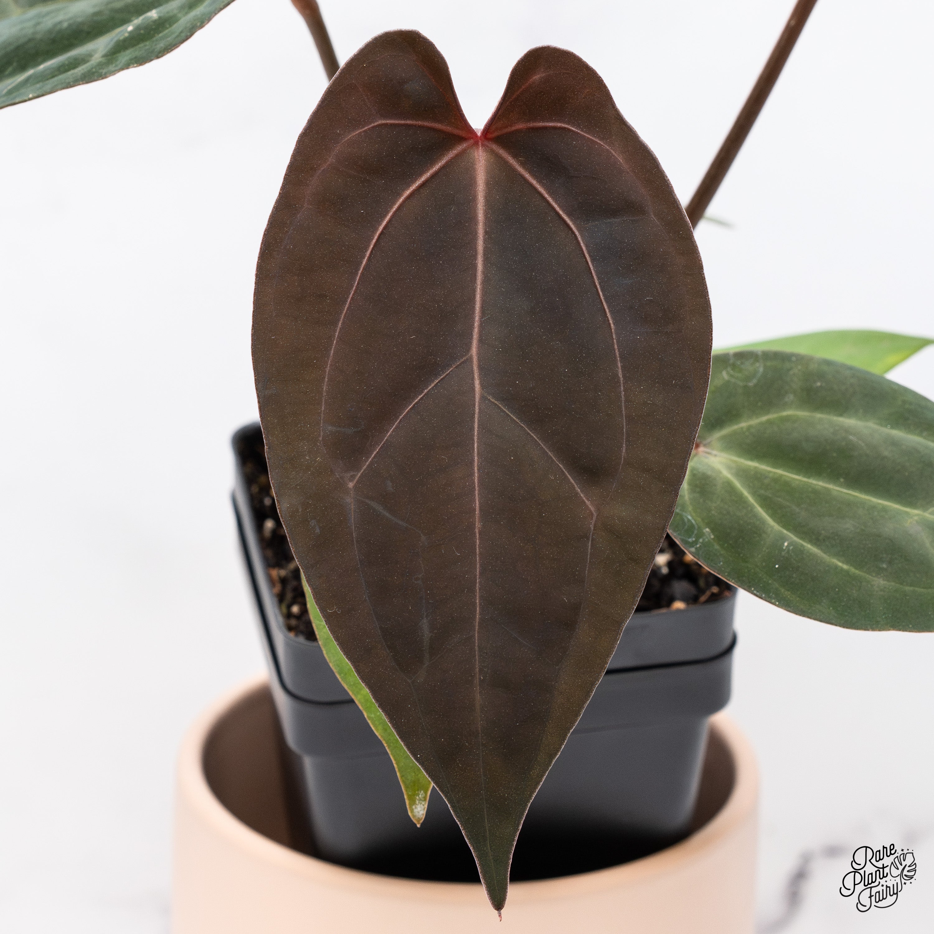 アンスリウム ドックブロック スカーレットS1 ワビサビプランツ タグ