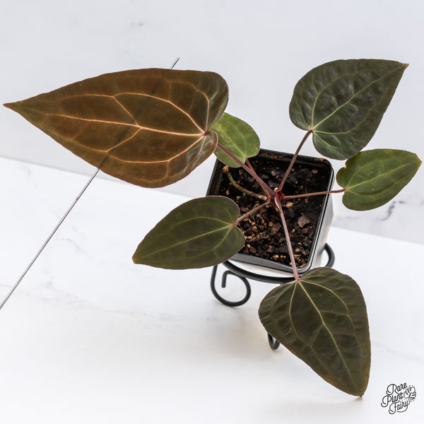 Anthurium Lynette '18' x Dark & Handsome '9' by DocBlock® (wk43-G)