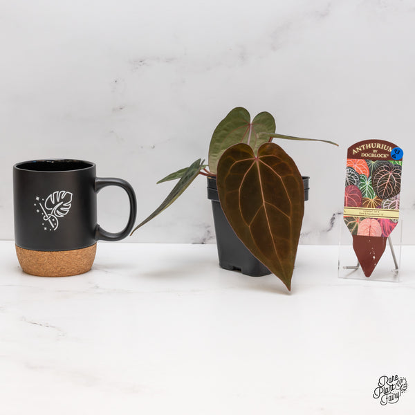 Anthurium Lynette '18' x Dark & Handsome '9' by DocBlock® (wk43-G)