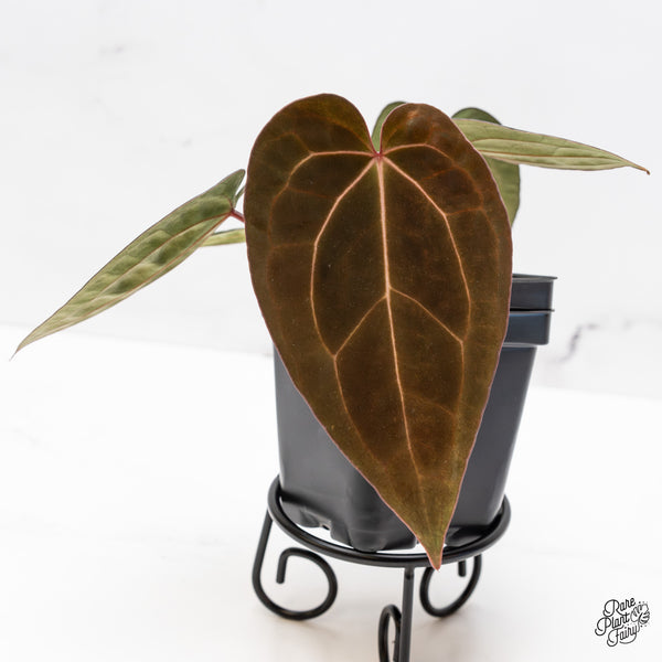 Anthurium Lynette '18' x Dark & Handsome '9' by DocBlock® (wk43-G)