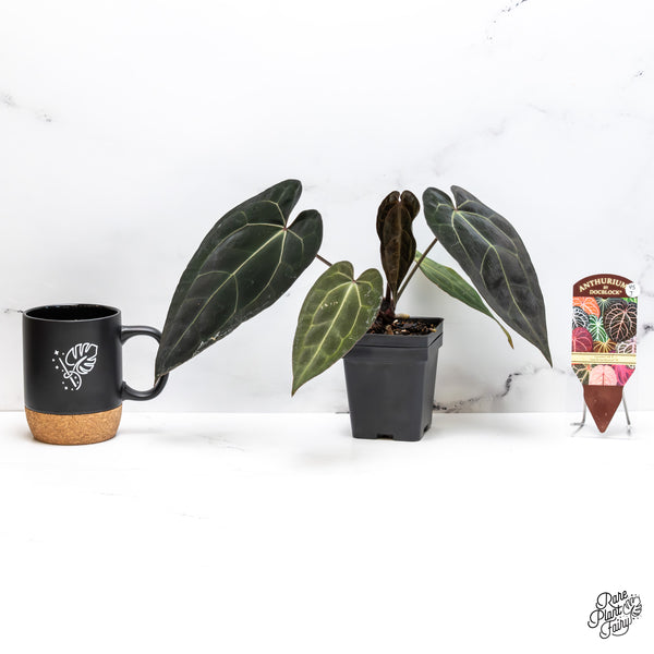 Anthurium Lynette '18' x Dark & Handsome '9' by DocBlock® (wk45-J) *Dark Emergent*