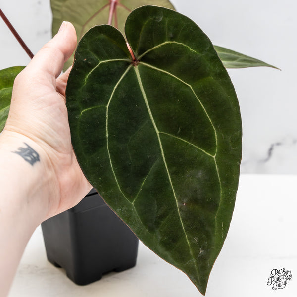 Anthurium Lynette '18' x Dark & Handsome '9' by DocBlock® (wk51-K)
