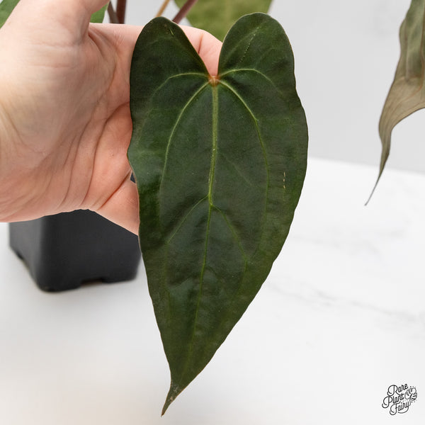 Anthurium Lynette '18' x Dark & Handsome '9' by DocBlock® (wk1-C)