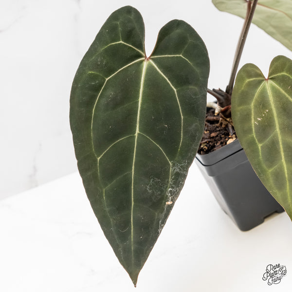 Anthurium Lynette '18' x Dark & Handsome '9' by DocBlock® (wk4-J)