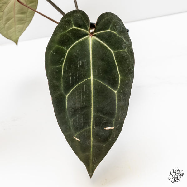 Anthurium Lynette '18' x Dark & Handsome '9' by DocBlock® (wk4-J)
