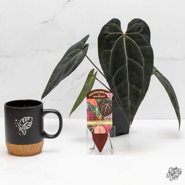 Anthurium Lynette '18' x Dark & Handsome '9' by DocBlock® (wk4-J)