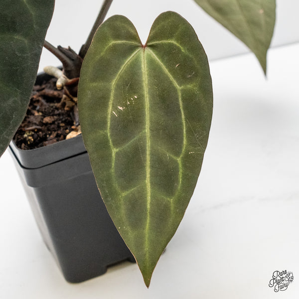 Anthurium Lynette '18' x Dark & Handsome '9' by DocBlock® (wk4-J)