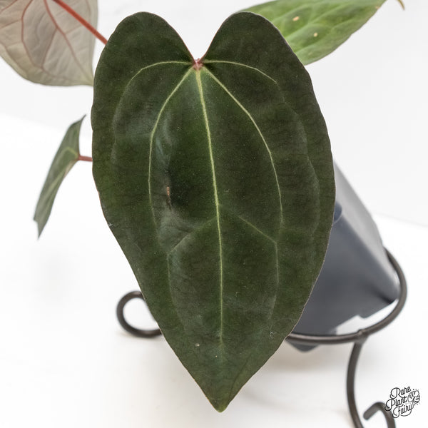 Anthurium Lynette '18' x Dark & Handsome '9' by DocBlock® (wk5-P)
