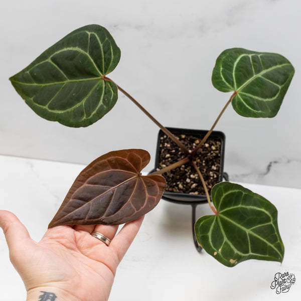 Anthurium Magnificent Dark '49' x Zara '29' by DocBlock® (wk52-Q)