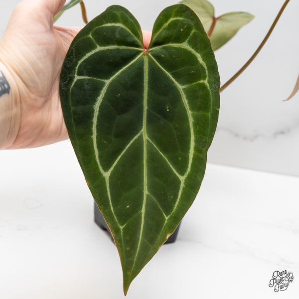 Anthurium Magnificent Dark '49' x Zara '29' by DocBlock® (wk52-Q)