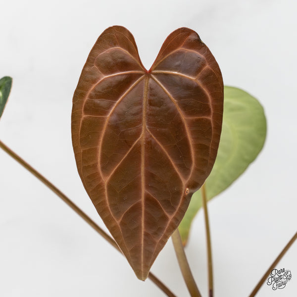 Anthurium Magnificent Dark '49' x Zara '29' by DocBlock® (wk52-Q)