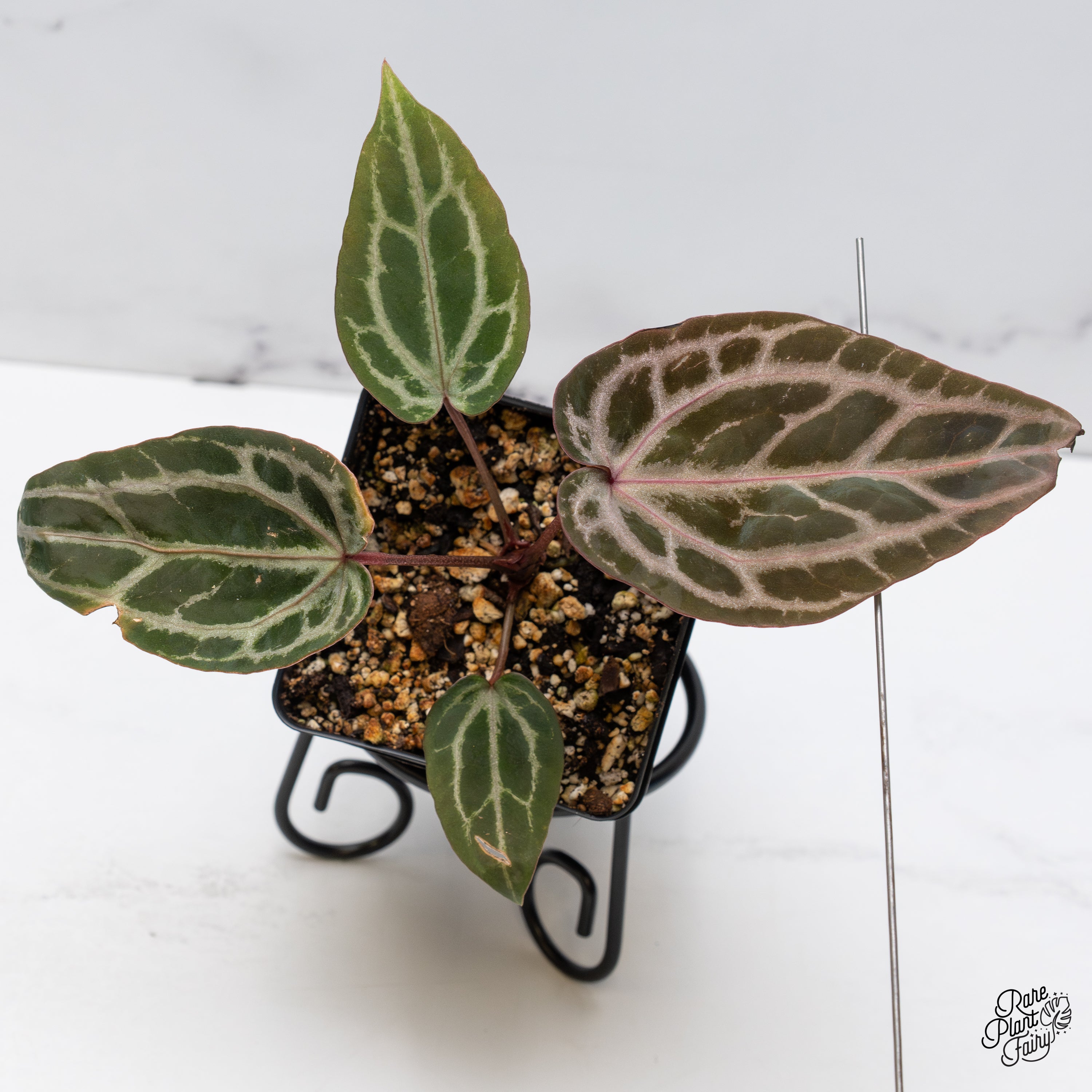 Anthurium Michelle Hot Pink '23' x Zara '14' by DocBlock