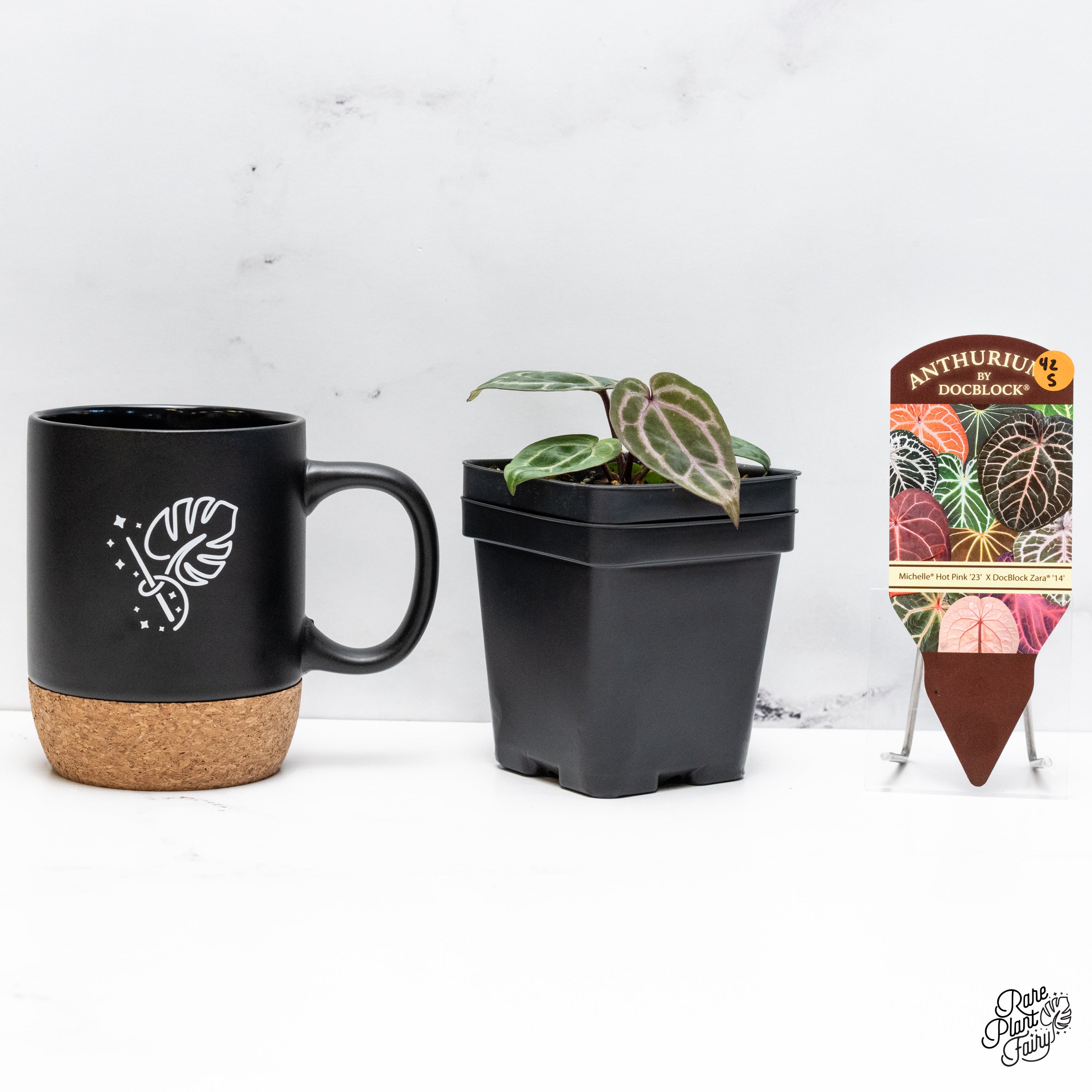 Anthurium Michelle Hot Pink '23' x Zara '14' by DocBlock® (wk42-S