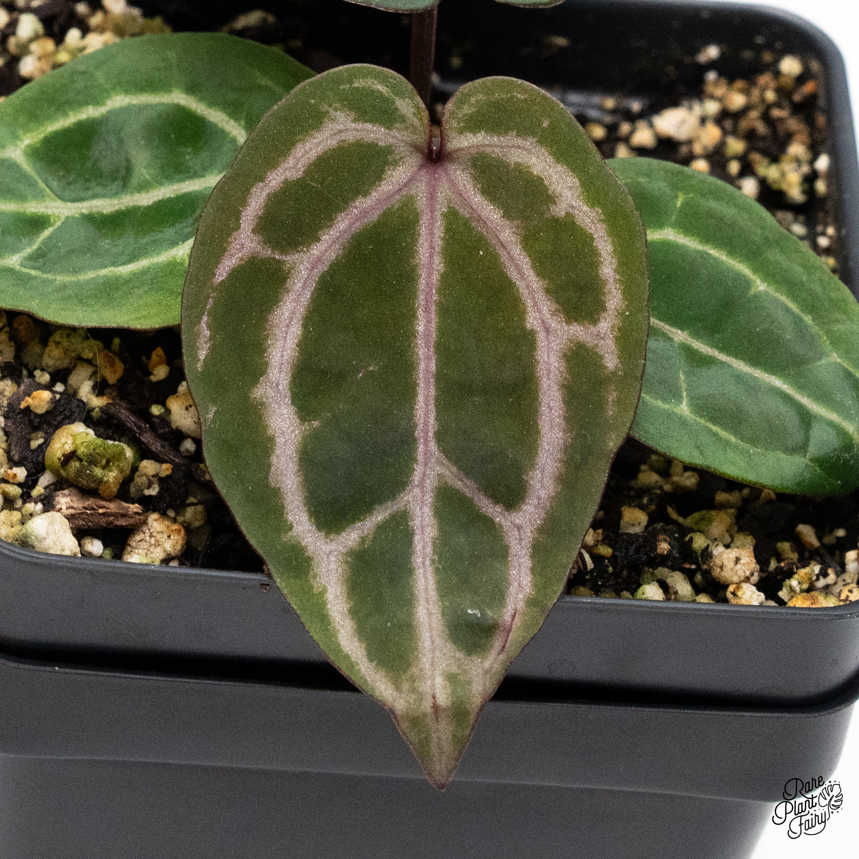 アンスリウム(Michell×Zara(f3))×antolakii Michelle X Zara) X (FS Self X Antolakii) Anthurium - Etsy