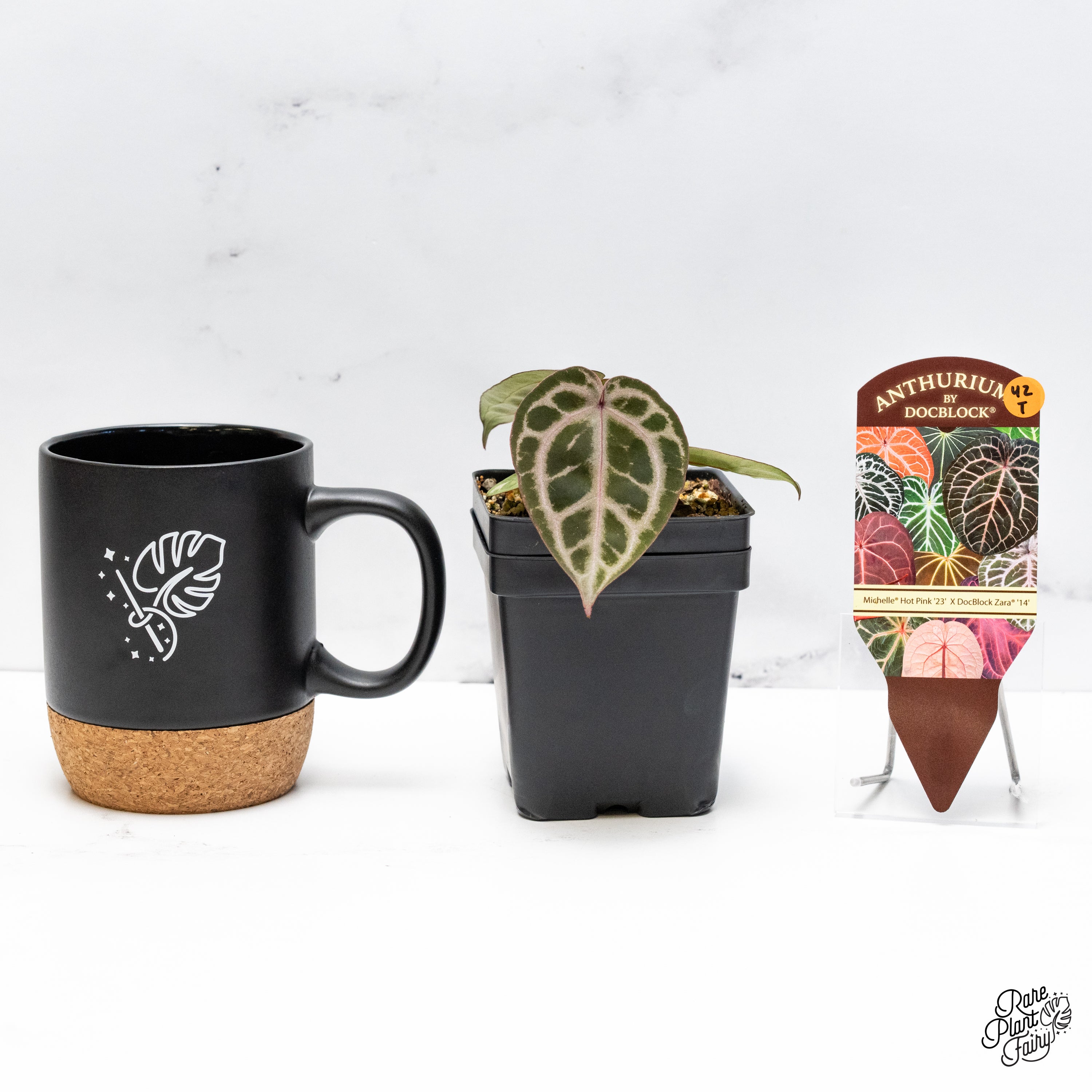 アンスリウム(Michell×Zara(f3))×antolakii Anthurium (michelle X Zara) X BVEP Seedling - Etsy