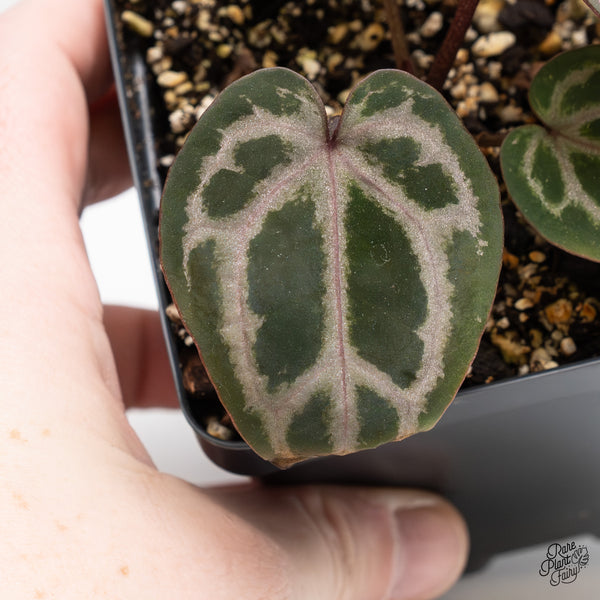 Anthurium Michelle Hot Pink '23' x Zara '14' by DocBlock® (wk43-W)