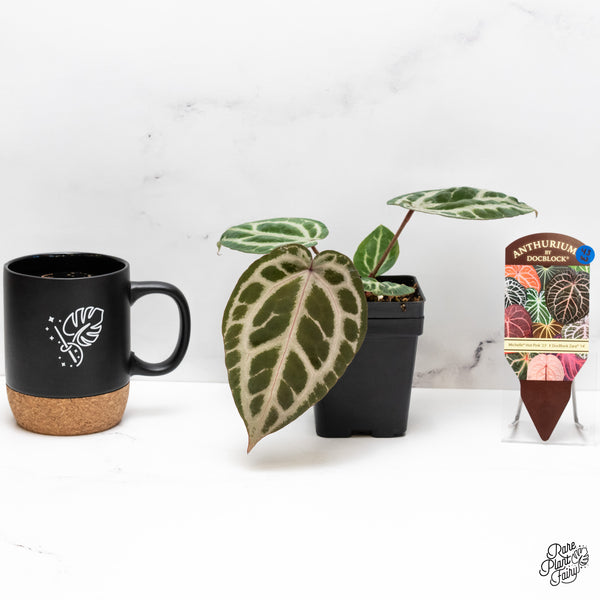 Anthurium Michelle Hot Pink '23' x Zara '14' by DocBlock® (wk43-W)