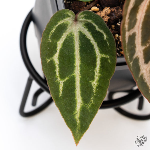 Anthurium Michelle Hot Pink '23' x Zara '14' by DocBlock® (wk43-X)