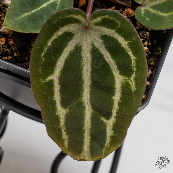 Anthurium Michelle Hot Pink '23' x Zara '14' by DocBlock® (wk43-X)