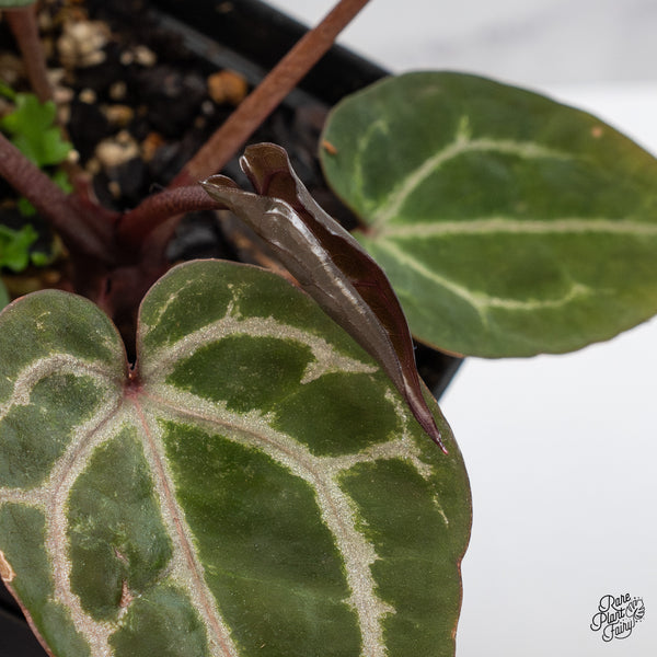 Anthurium Michelle Hot Pink '23' x Zara '14' by DocBlock® (wk47-D)