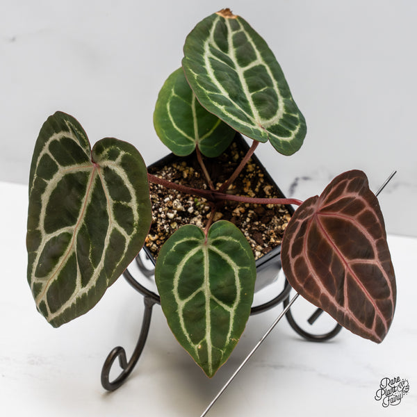 Anthurium Michelle Hot Pink '23' x Zara '14' by DocBlock® (wk49-U)