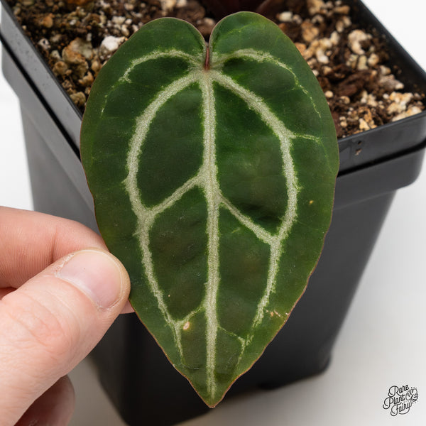 Anthurium Michelle Hot Pink '23' x Zara '14' by DocBlock® (wk49-U)