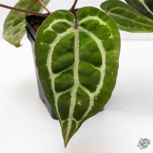 Anthurium Michelle Hot Pink '23' x Zara '14' by DocBlock® (wk3-Q)