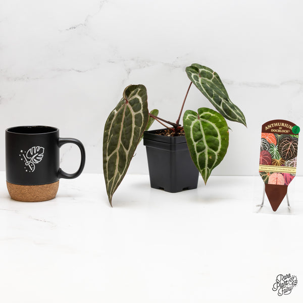 Anthurium Michelle Hot Pink '23' x Zara '14' by DocBlock® (wk3-Q)