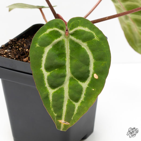 Anthurium Michelle Hot Pink '23' x Zara '14' by DocBlock® (wk3-Q)