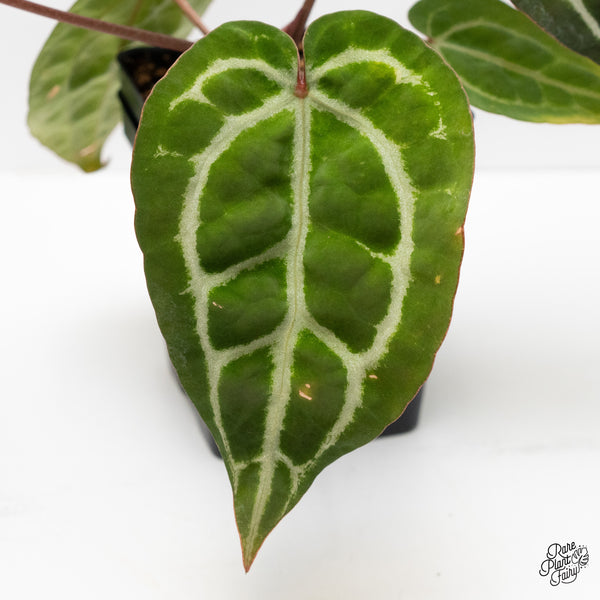 Anthurium Michelle Hot Pink '23' x Zara '14' by DocBlock® (wk3-Q)