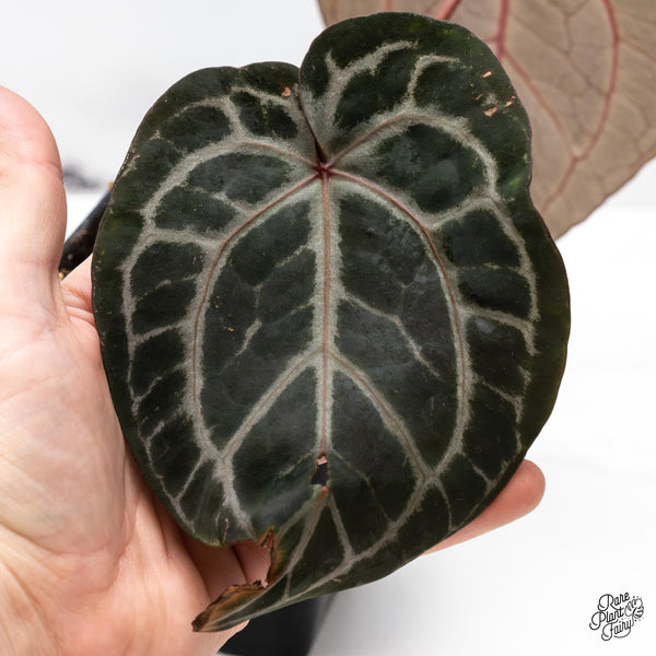 Anthurium Michelle '10' x Minerva '20' by DocBlock® (wk46-Z)