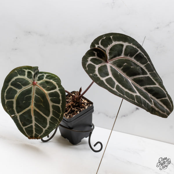 Anthurium Michelle '10' x Minerva '20' by DocBlock® (wk52-V)