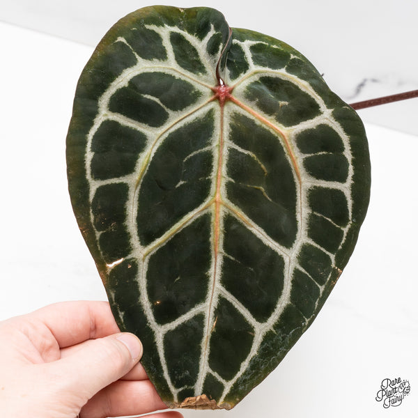 Anthurium Michelle '10' x Minerva '20' by DocBlock® (wk52-V)