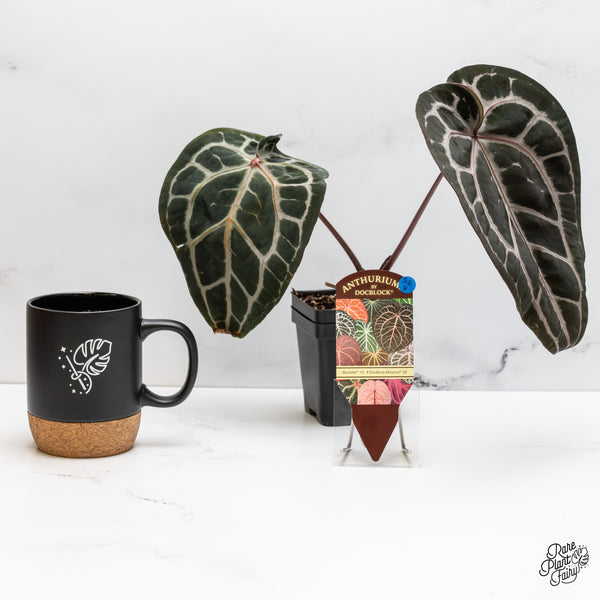 Anthurium Michelle '10' x Minerva '20' by DocBlock® (wk52-V)